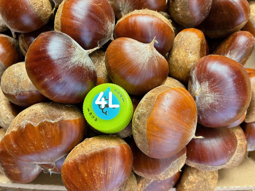 特大4Lサイズ 茨城県産 栗 生栗 - メルカリ