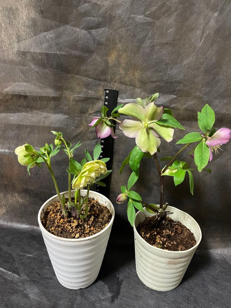 クリスマスローズ セット② - メルカリ