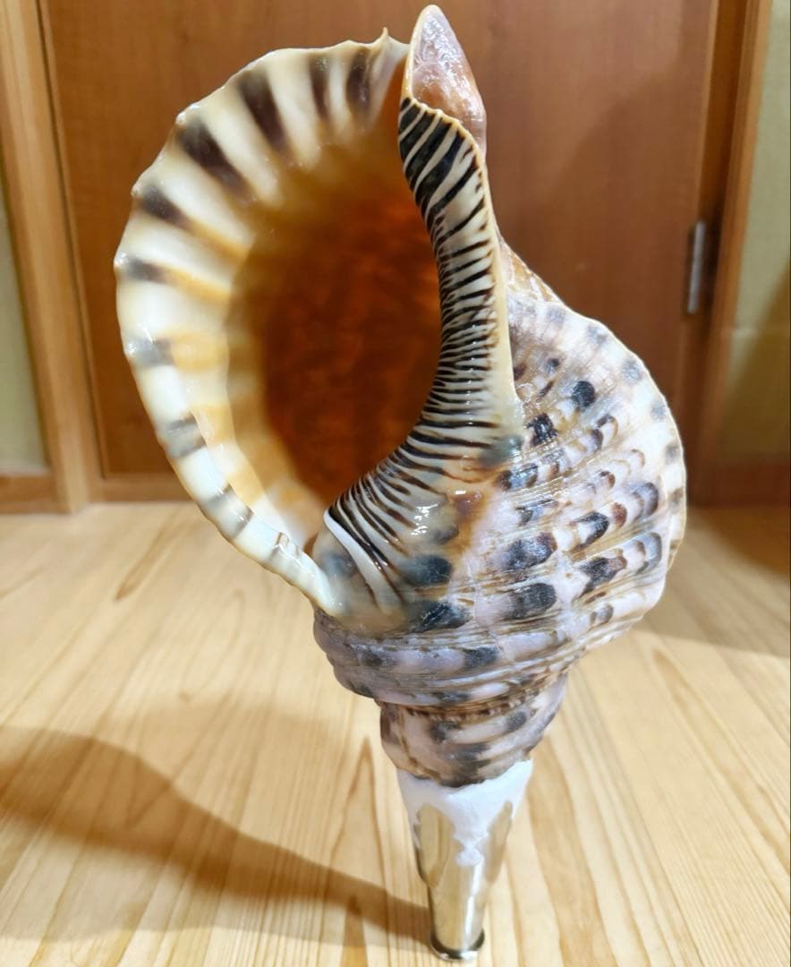 修験道法螺貝37㎝　山伏　密教　魔除け　熊よけ❣️ほら貝　ホラガイ