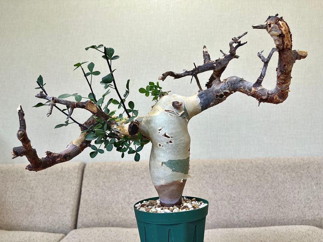 コミフォラ ピュアカタフ ソマリア産 コレクション 枝捻れ