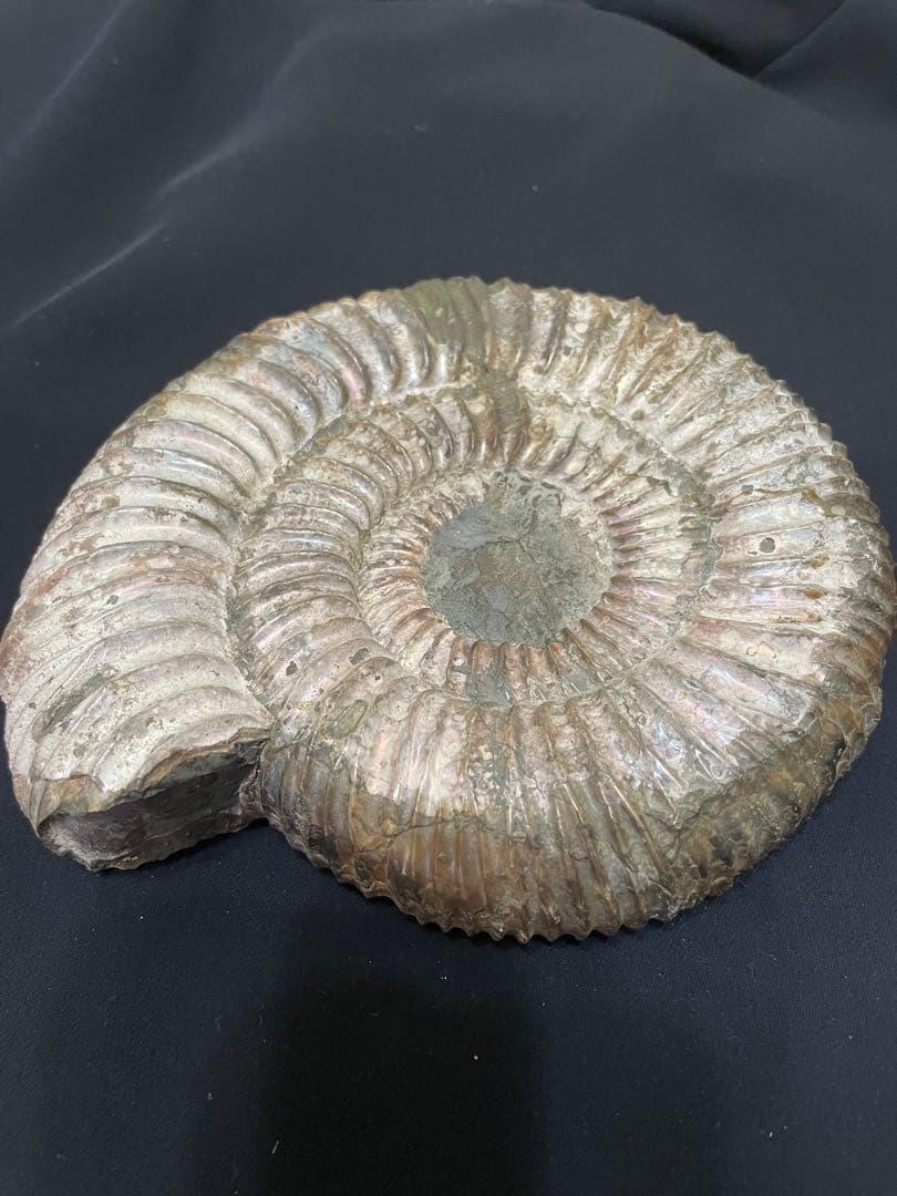 アンモナイト　化石