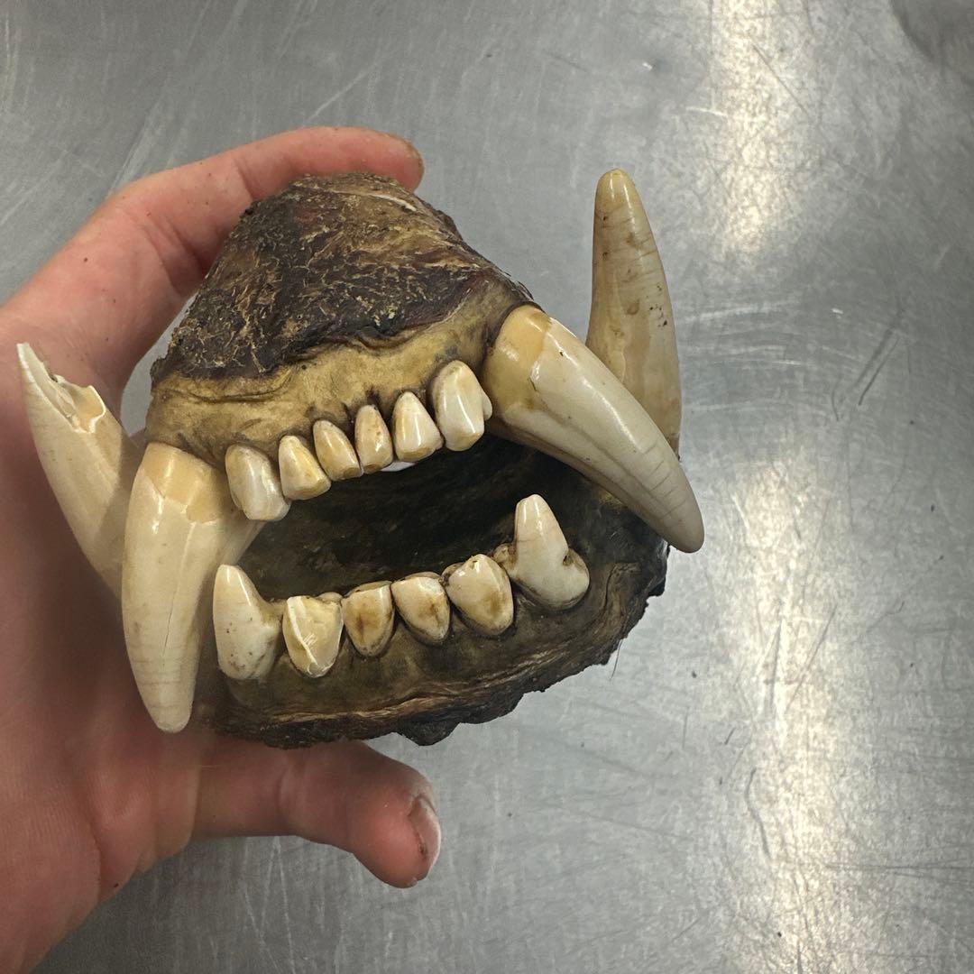 北海道産 熊 乾燥ヒグマの牙 - メルカリ