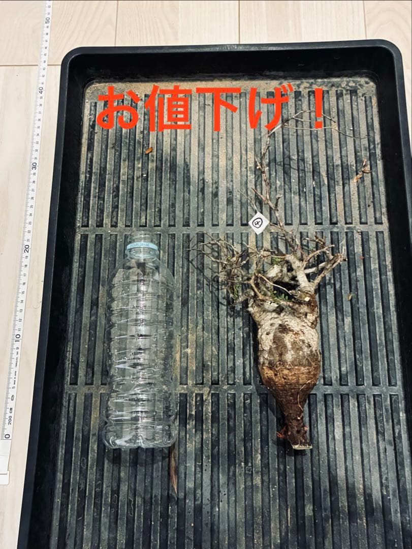 2026年2月28日輸入分 新鮮株④】オペルクリカリア パキプス ベアルート