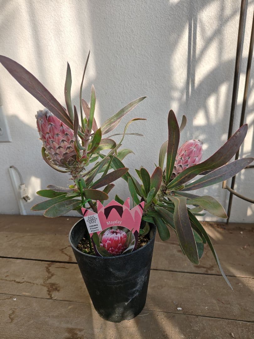 プロテア　メイデイ