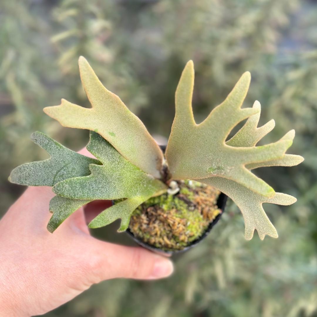 P. willinckii ’Jenny’ TC 3413