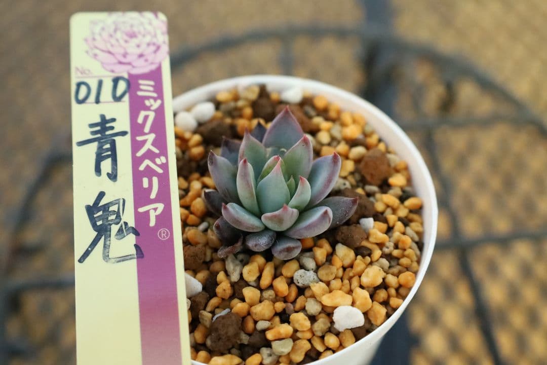 おらいさん苗 】そわそわ、青鬼、赤鬼など12苗セット（多肉植物