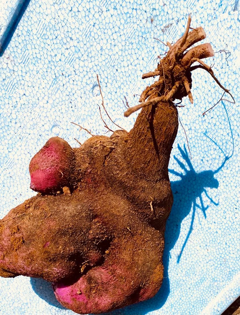 hisae　紫山芋20kg(正月特価)