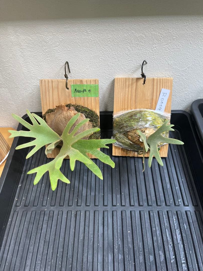 P.wilinckii Omg Nano spore セット　ビカクシダ