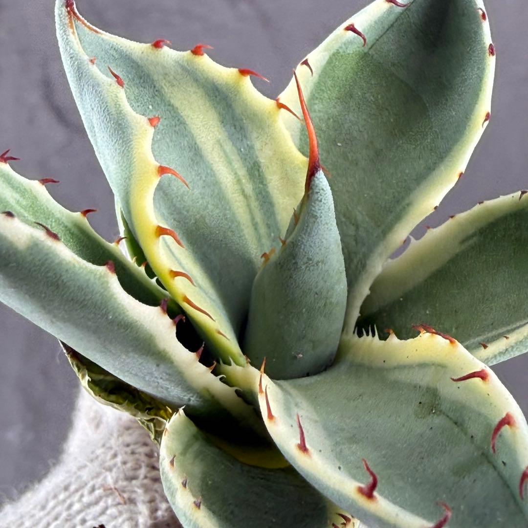 A*d様 【アガベ パリー“オリザバ”】最高コントラスト/明瞭斑入り/L-1