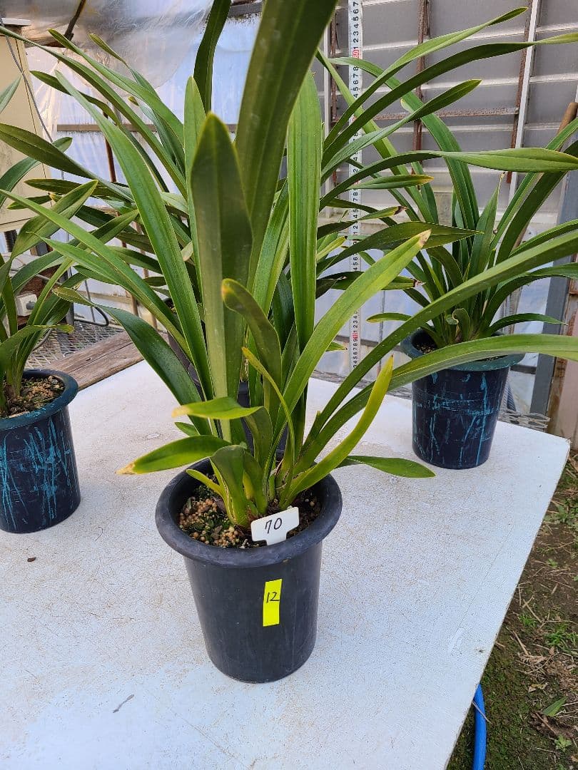 フォアゴットンフルーツ。花芽合計12個。5鉢セット。蜜蜂誘引蘭。日本蜜蜂。