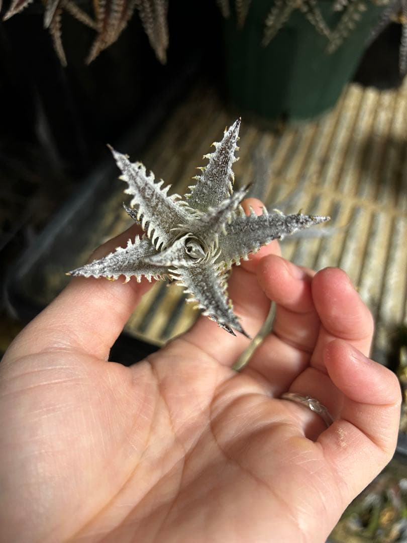Dyckia Smilodon amazonico hybrid - メルカリ