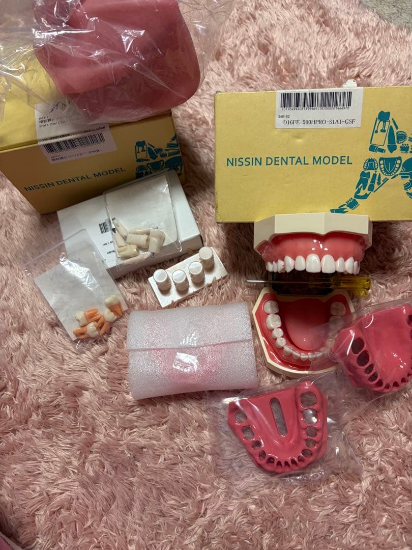 NISSIN 顎模型 頬粘膜 歯科衛生士 セット - メルカリ