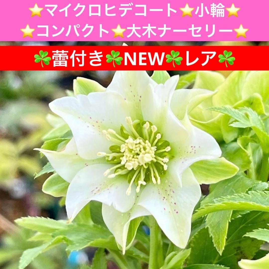 も*子様 ☘️蕾付き☘️NEW☘️レア☘️3395⭐️マイクロヒデコート⭐️小輪