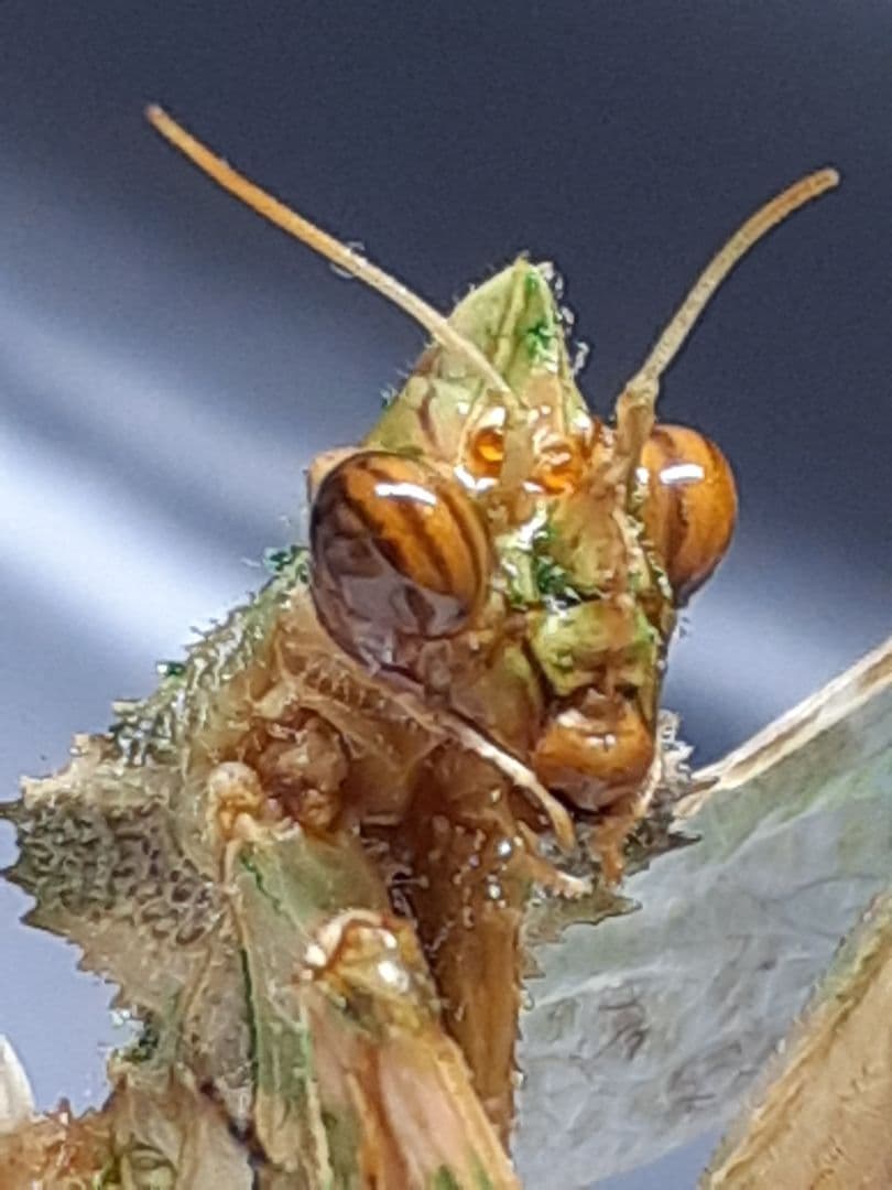 アザミカマキリ雌　立体標本