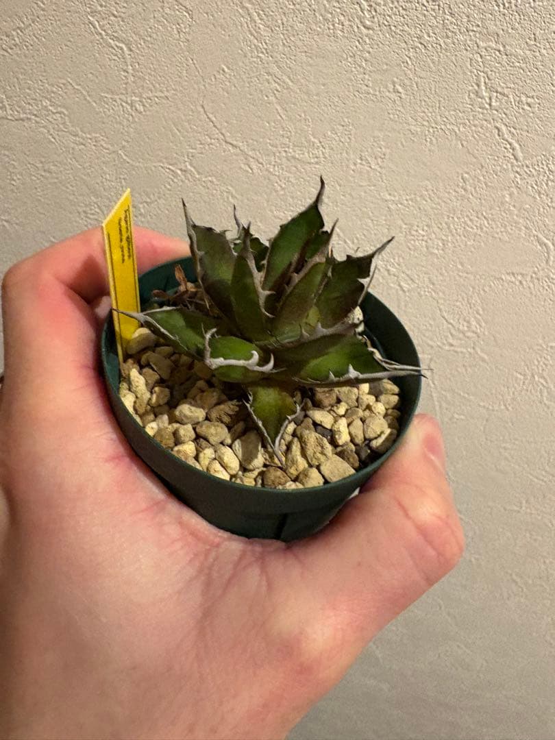 アガベ　ギルベイ　(ホンモノ) ホリダ