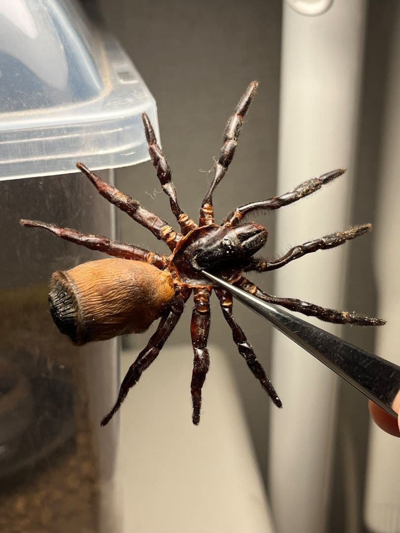 【特大】シリキレグモ トラップドアスパイダー タランチュラ ムカデ