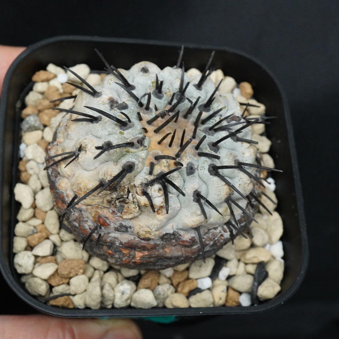 104 発根済み 孤竜丸 コピアポア コルムナアルバ copiapoa - メルカリ