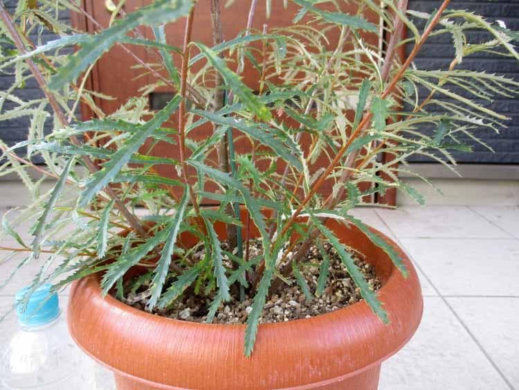 現品】バンクシア・スピヌノーサ・ヘアピン（ヘアピンバンクシア）8号