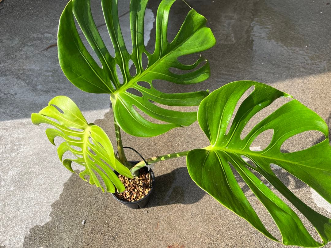 モンステラ デリシオーサ スケルトン 検索 シエラナ ミューテーション 実生