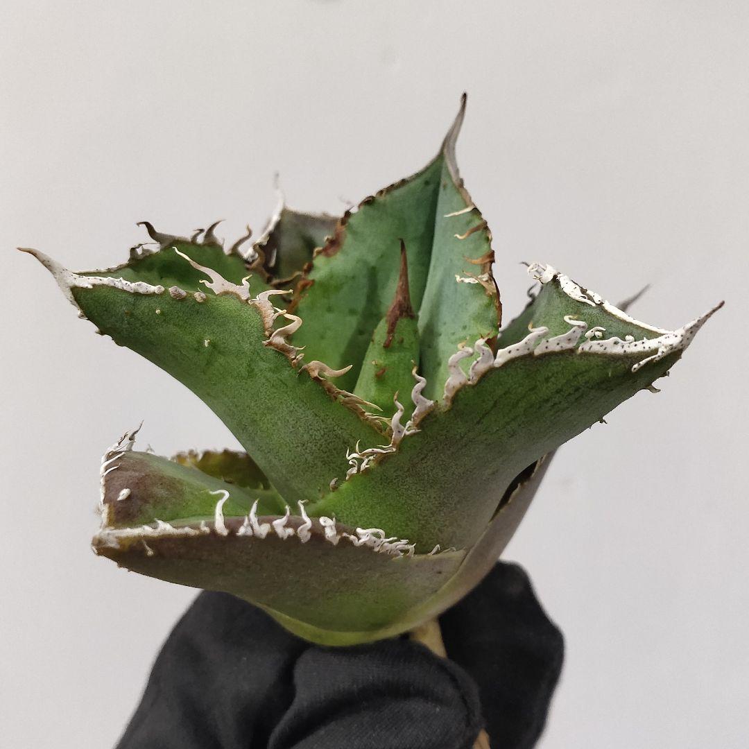 1416.アガベ チタノタ 麻花龍 裏棘 表棘 精選優良血統 極上子株 - メルカリ