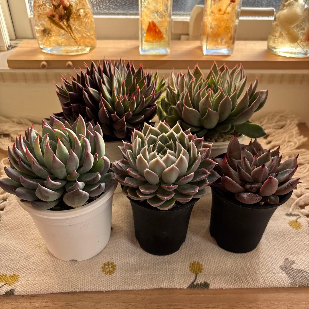 Echeveria、5点セットです(^-^)