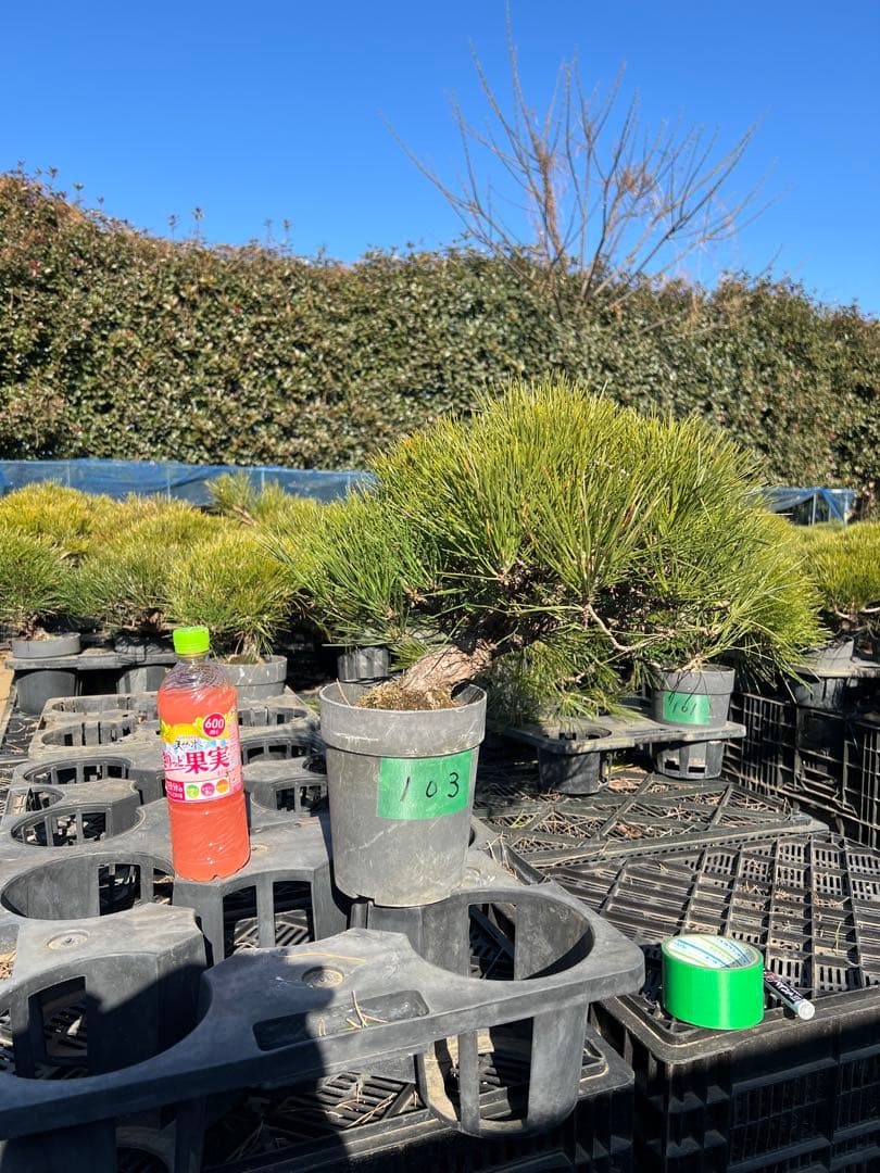 黒松盆栽　中品