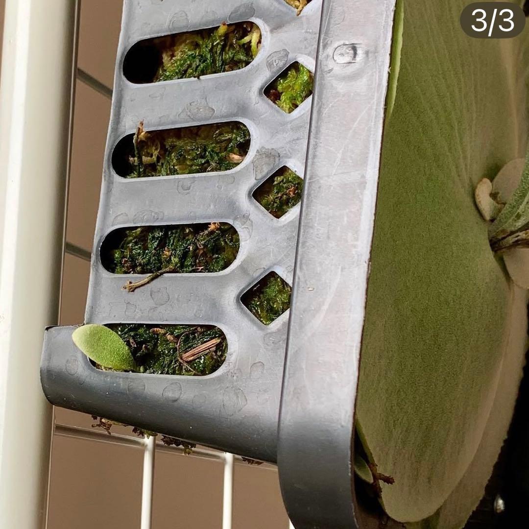 OC株 veitchii cv.celso Tatsutaセルソビカクシダ18