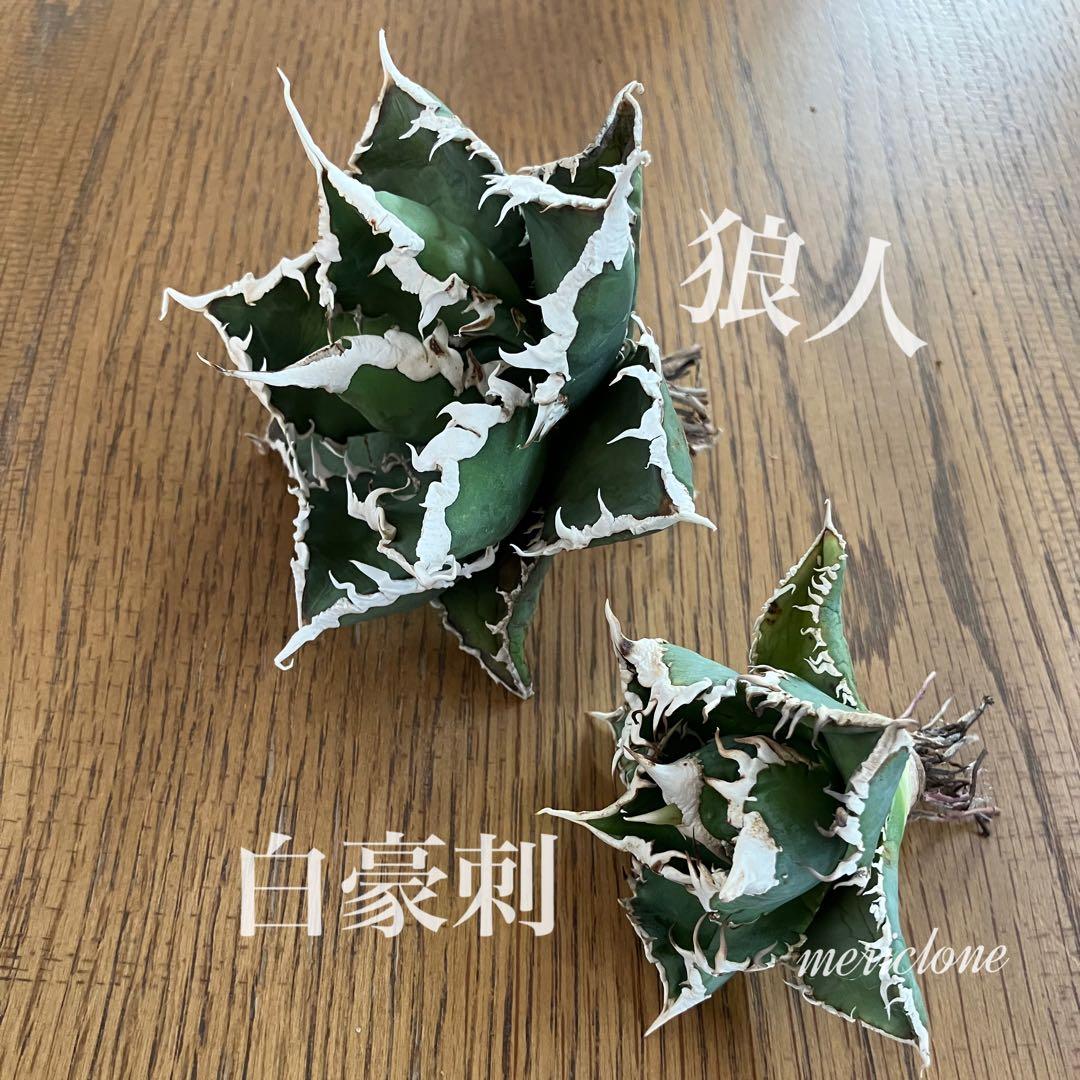 【初売りセット⑧】92 選抜2株　アガベ　白豪刺　狼人　白棘対決　TC【速達】