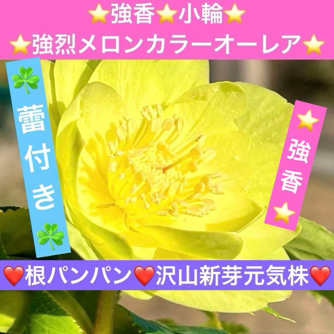 オ*ン様 ☘️蕾付き☘️根パンパン❤️沢山新芽元気株❤️3253⭐️強香⭐️強烈