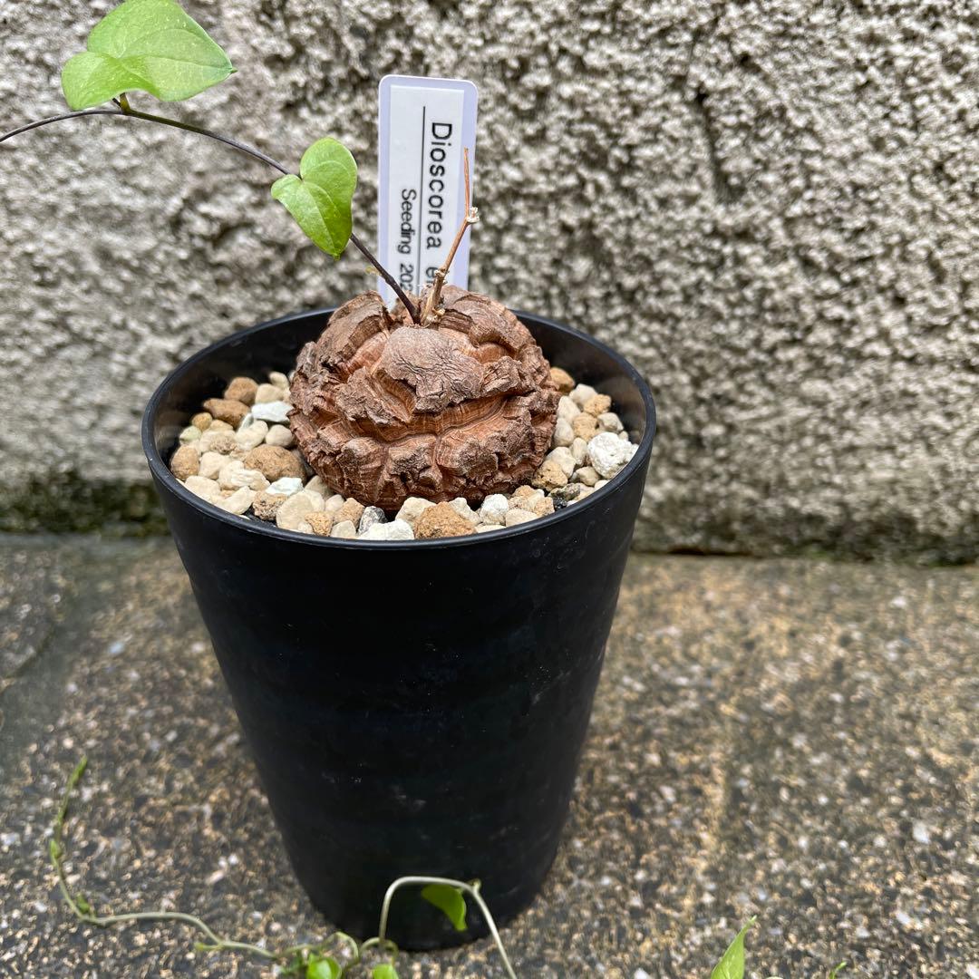 亀甲竜 実生 3年目 - メルカリ