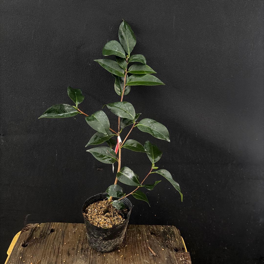 サト咲羽の誉(さわのほまれ)と炎セット苗