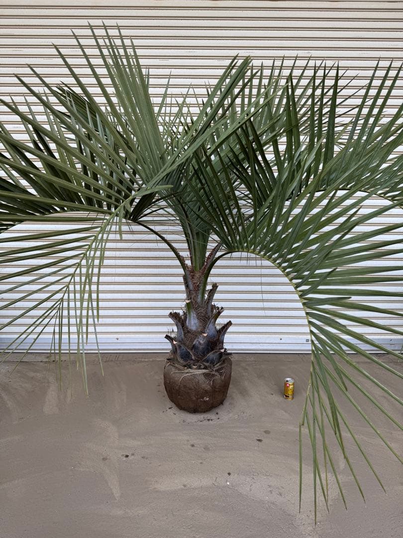 送料込み ココスヤシ シルバーリーフ 形状良 幹極太 庭木 シンボルツリー