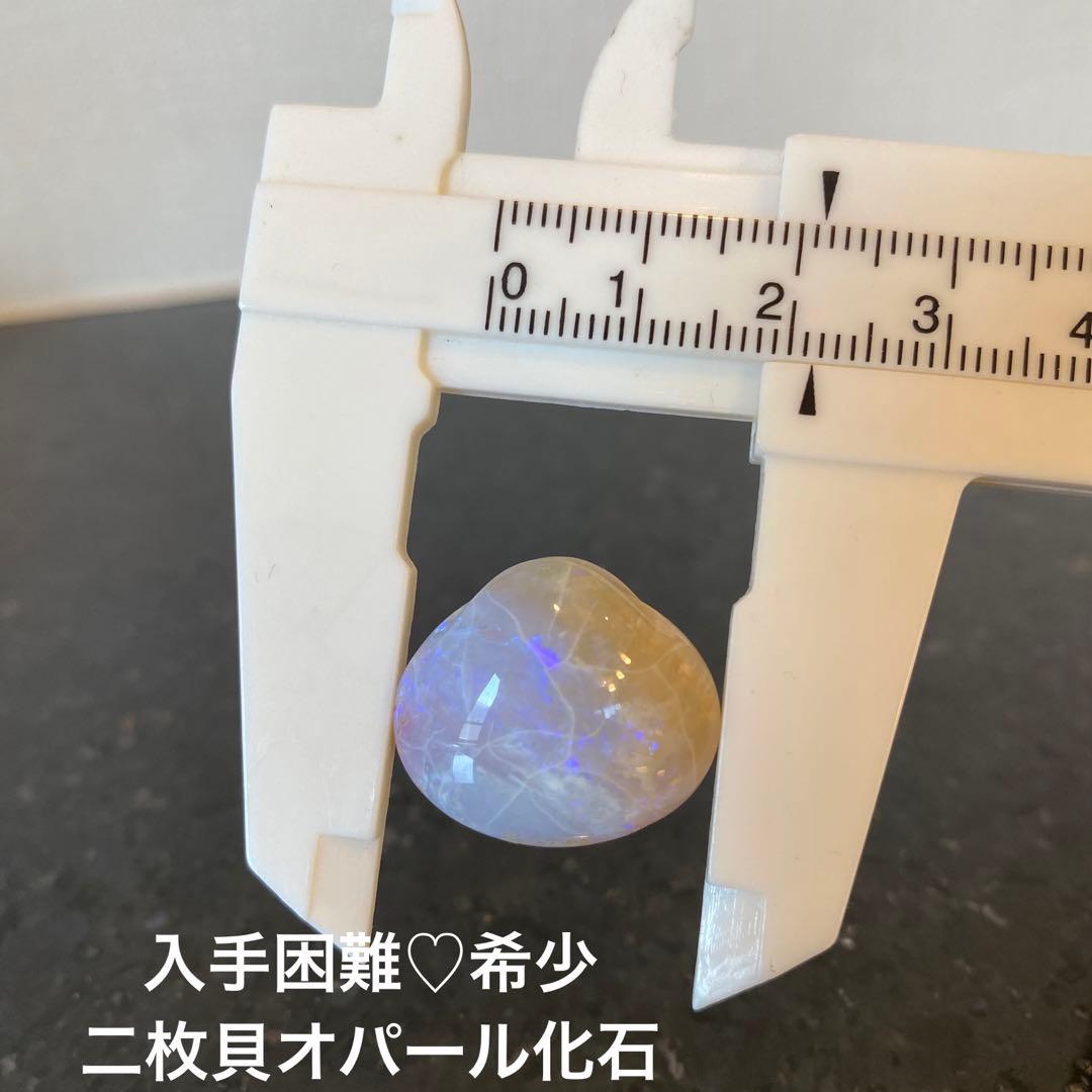 希少品♡入手困難】貝化石オパール 化石 二枚貝 自然光にて撮影 - メルカリ