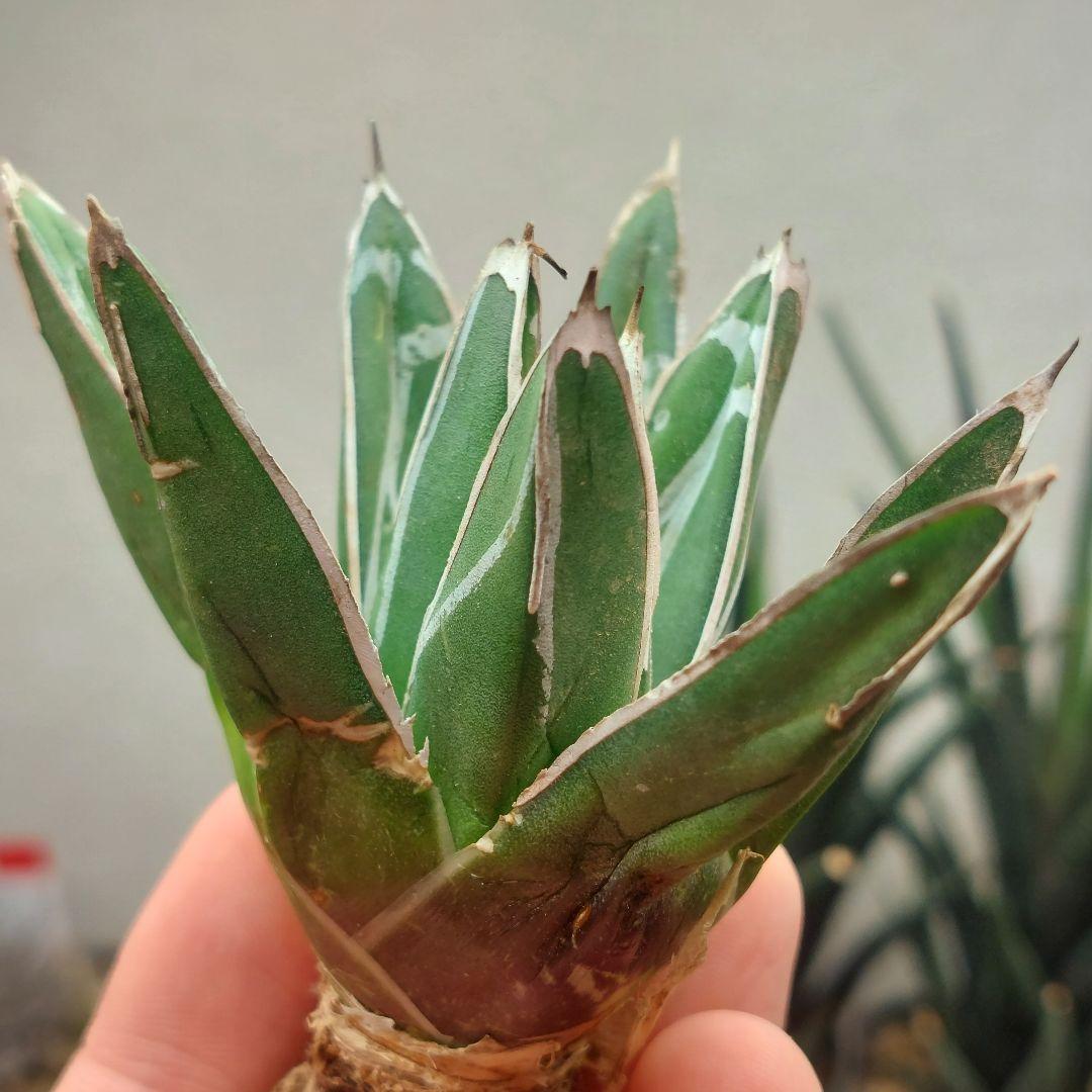 特価】アガベ 姫笹の雪 濃ペンキ 極上株 - メルカリ