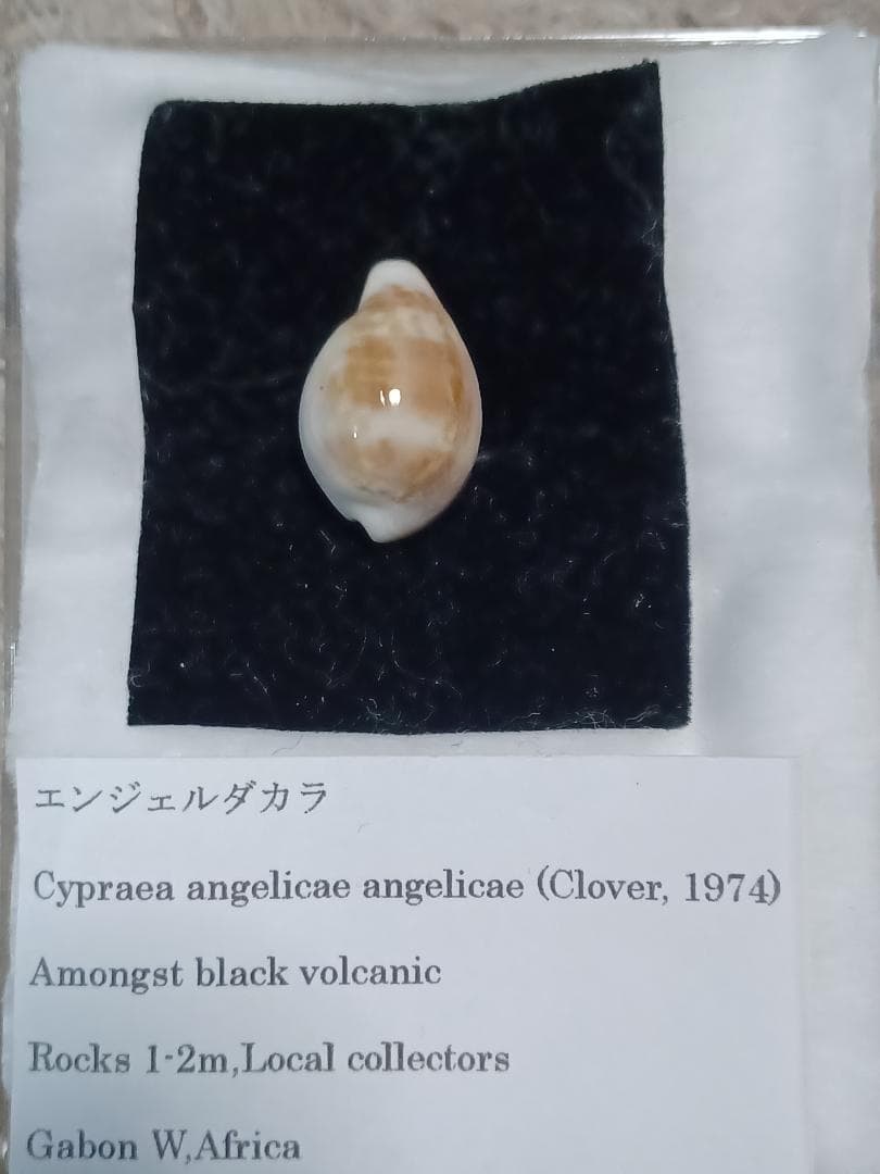 タカラガイ、貝殻、エンジェルダカラ 楽天市場】貝殻 シェルコレクション タカラガイミックス 5個入り 関東