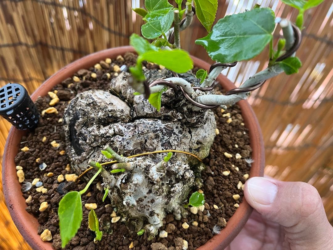 ✨✨✨オキナワイボオオハマボウ【◎良品素材】検/ハート葉happy♪セール♪