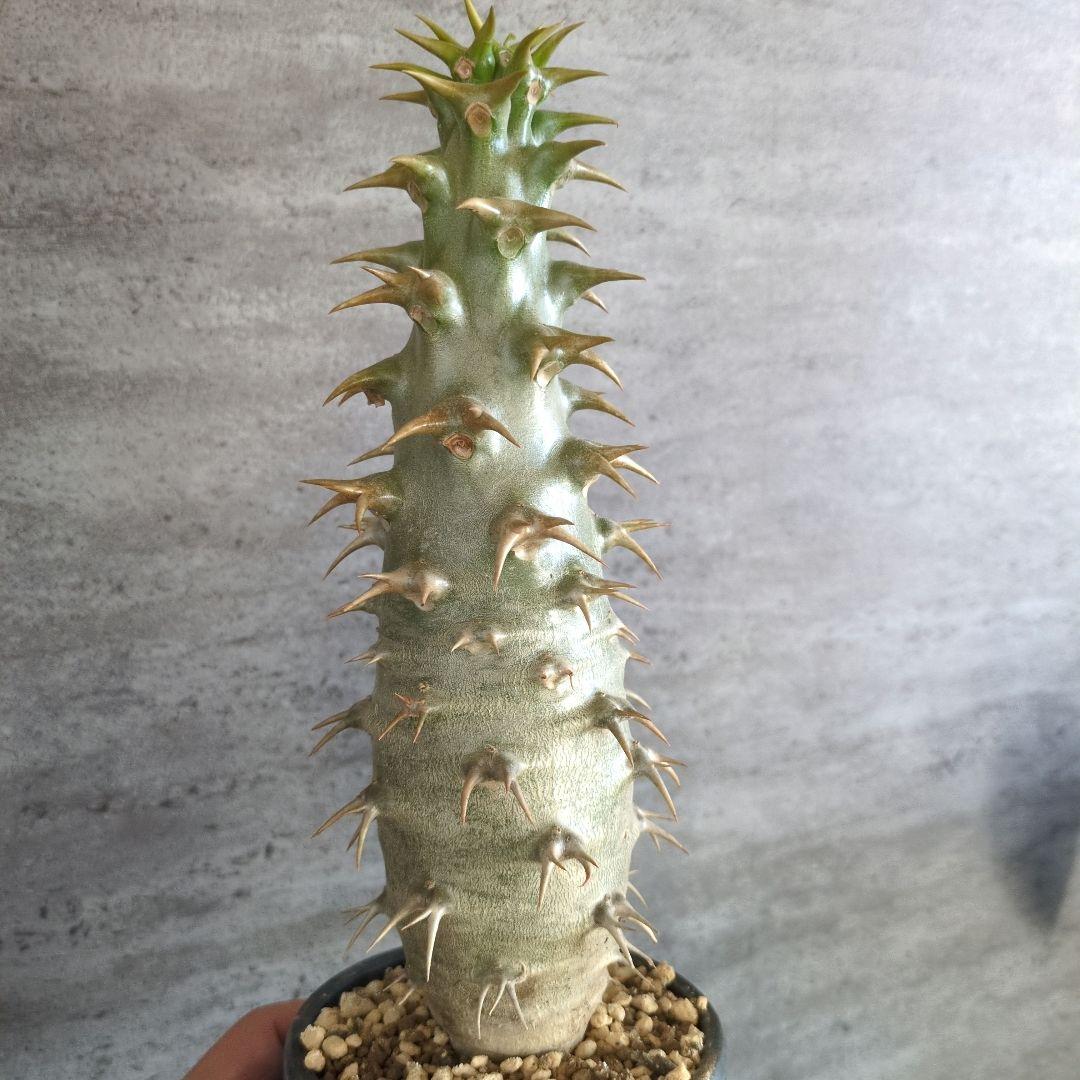 と*さ様 パキポディウム　アンボンゲンセ　特大株　白肌　コーデックス　塊根植物 パキポディウム アンボンゲンセ 4号 プラ鉢 塊根植物 コーデックス