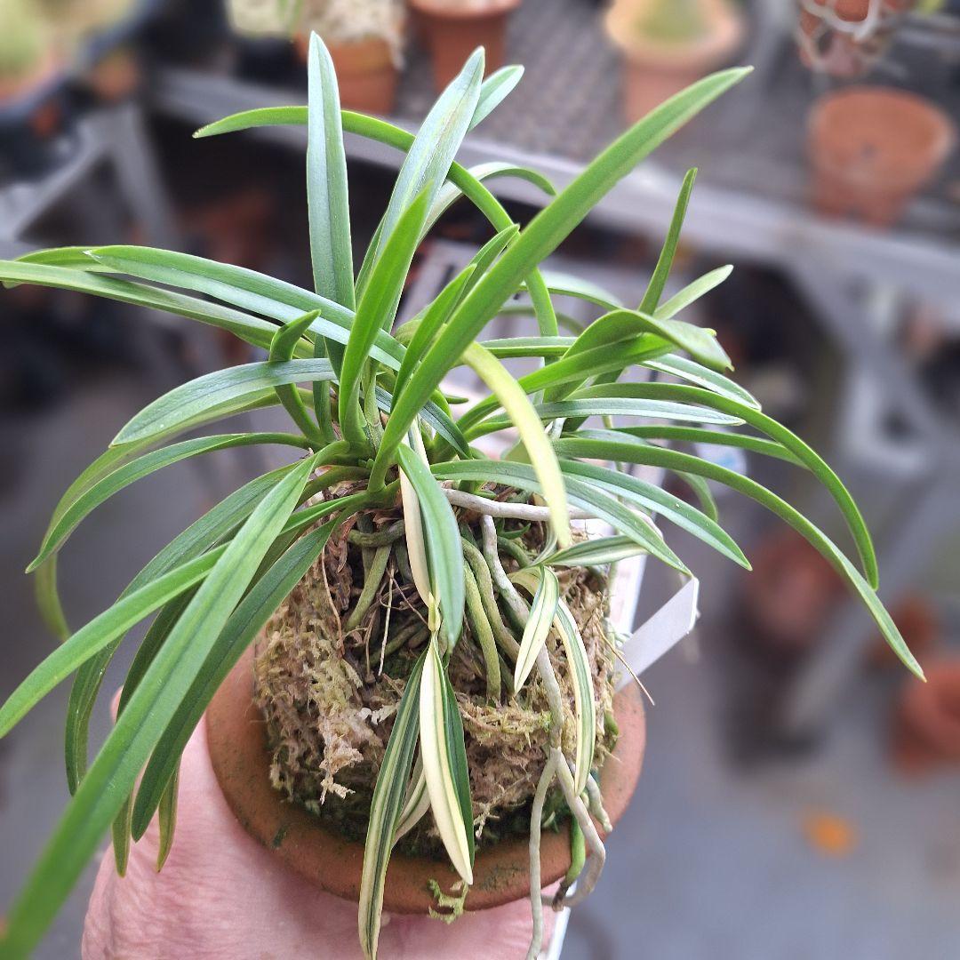 富貴蘭 本性 織姫最上柄子付き大株立ち - メルカリ