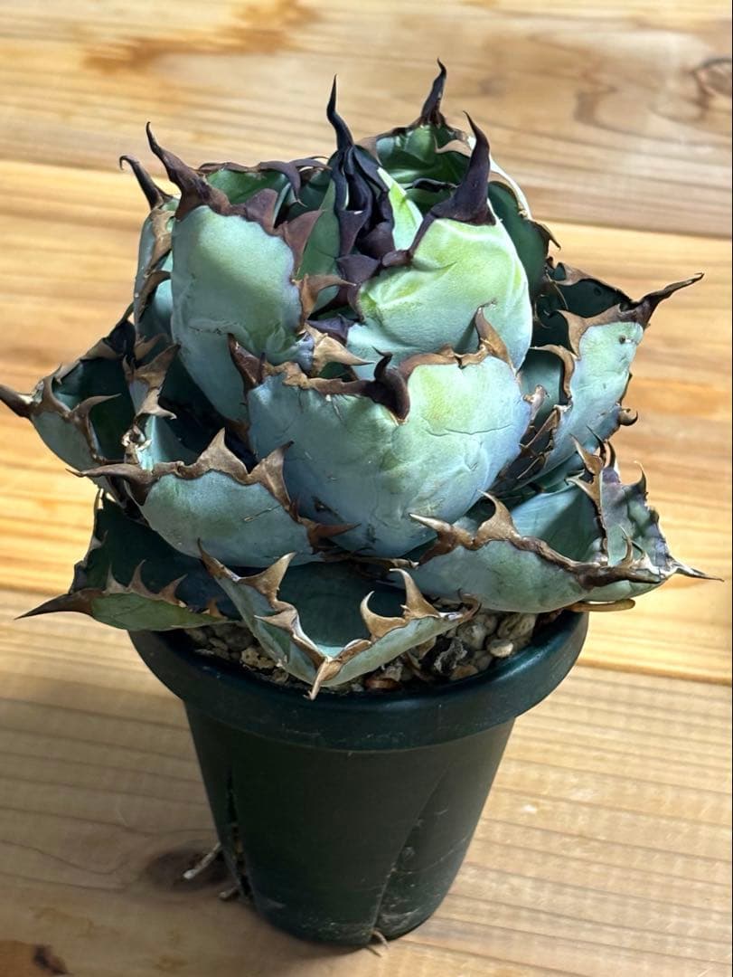 Black&Blue 〜Blue ball〜 シンプルに良血統　チタノタ アガベ チタノタ ブラック&ブルー / Agave titanota 'Black & Blu