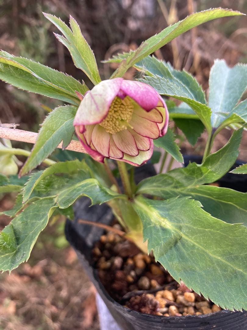 クリスマスローズ　株分け苗　メルカリ便