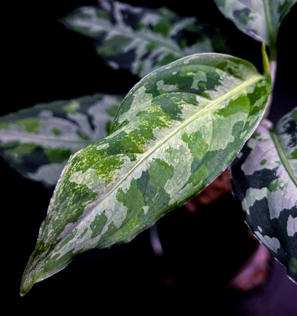 ◆RGL◆ 斑入り 中株 現地便 南スマトラ アグラオネマピクタム マルチカラー アグラオネマ ピクタム 南スマトラ 初出し❓ @kuma_factory さんから芋