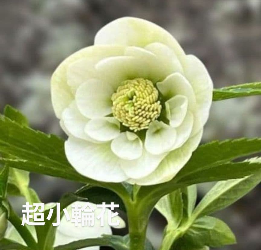 ◎専用★クリスマスローズ:【清楚で可憐な！カップ咲き・超小輪花】開花目前大株