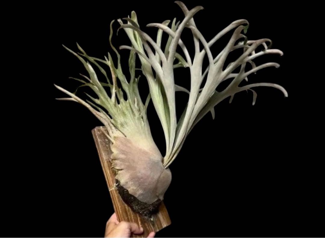 P. veitchii 'Auburn River' 胞子 ビカクシダ - メルカリ