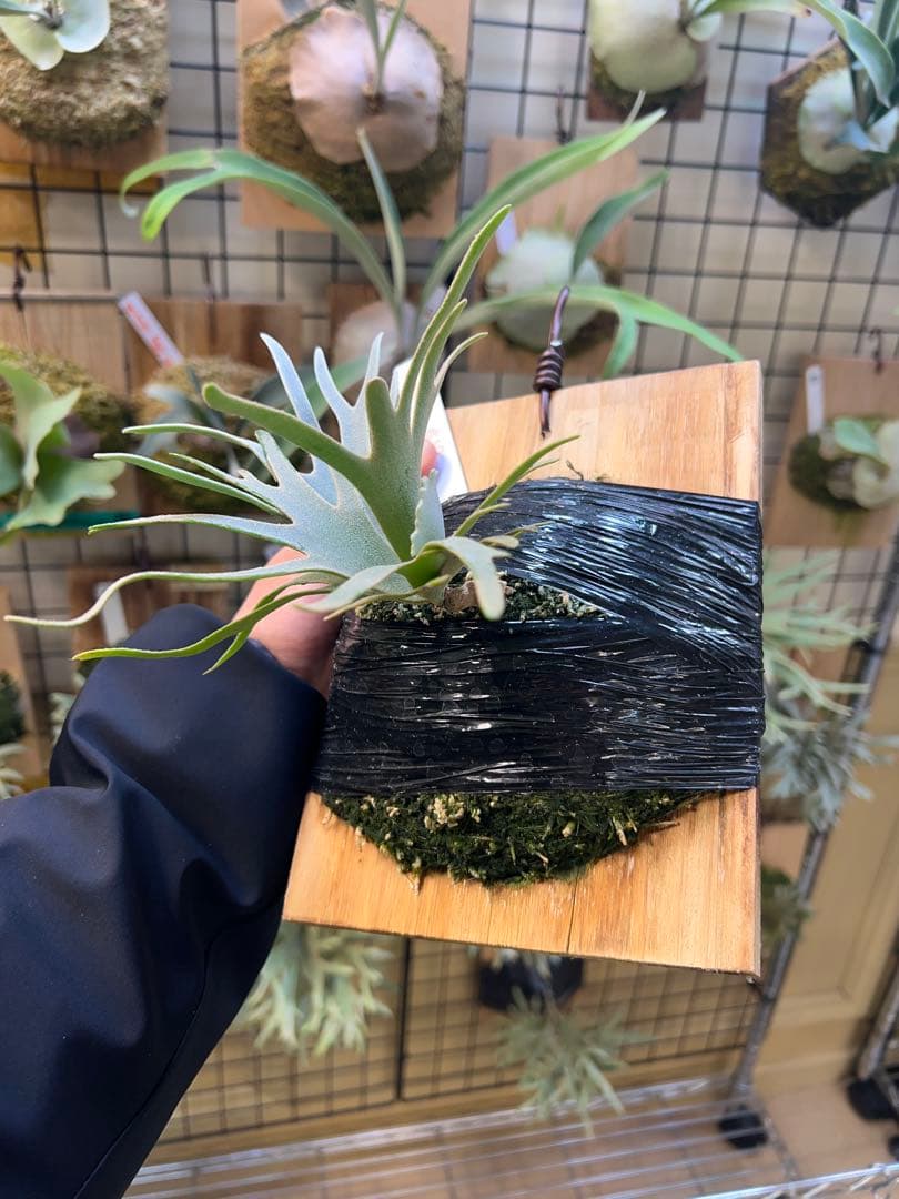 年末大特価P.willinckii Totoro spore YMDs 17