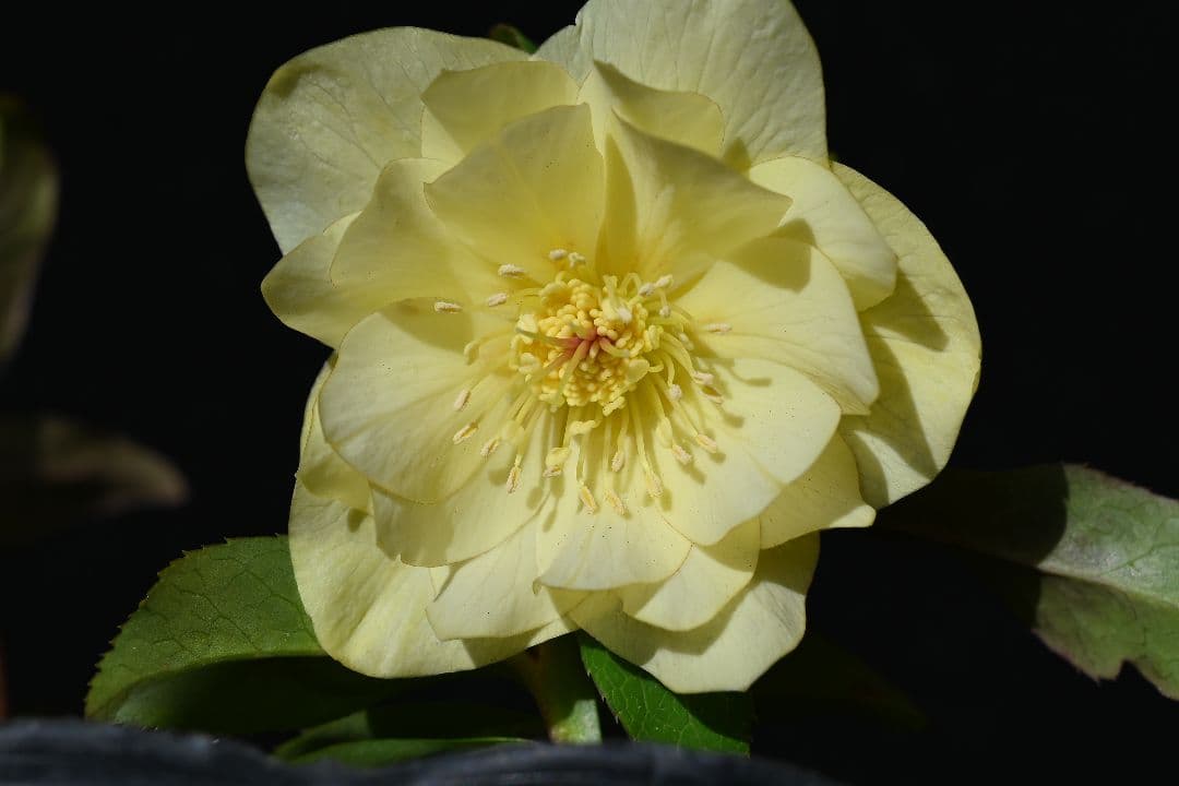 クリスマスローズ　認定かぐや姫　加藤農園