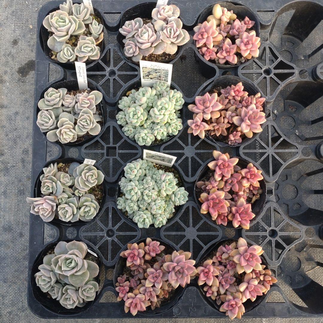 よしよしさん専用