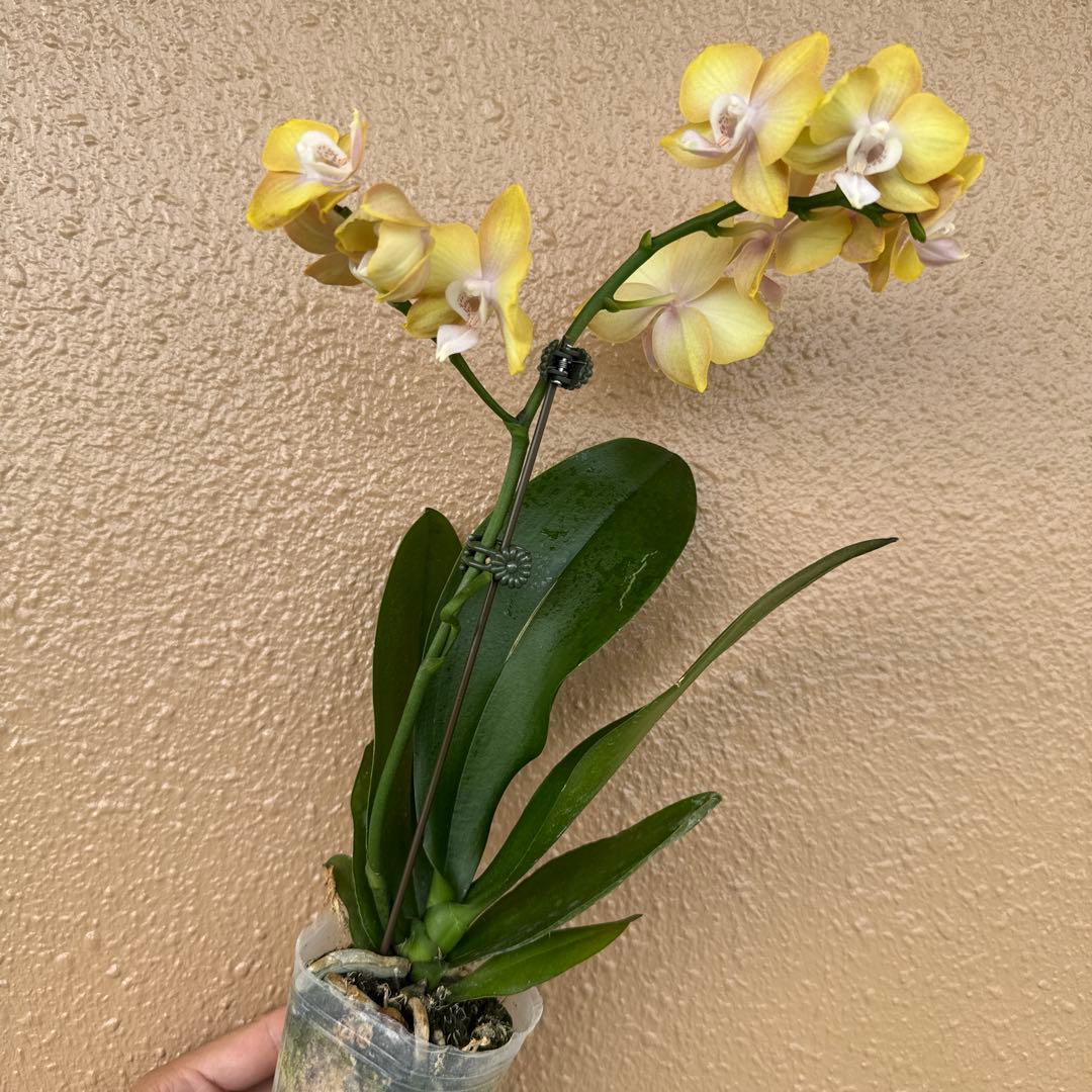 洋ラン 胡蝶蘭 交配種 コチョウラン Phal.Mellen メレン - メルカリ