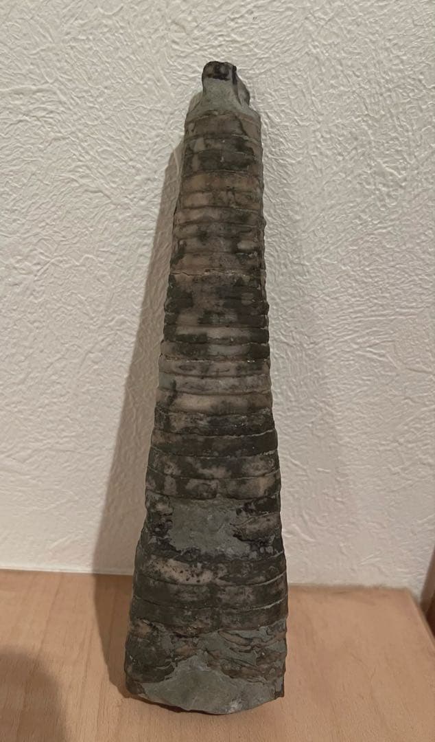 直角貝　化石　希少品 オルソセラス（直角貝/Orthoceras）化石プレート｜モロッコ産