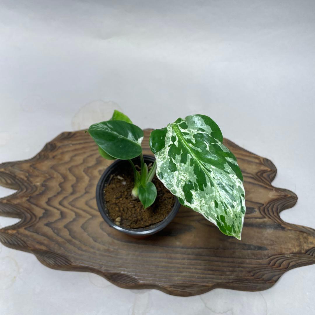 q42品種保証！斑入り保証！Bulbasaurモンステラ バルバソー フシギダネ