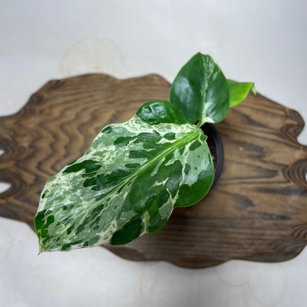 q42品種保証！斑入り保証！Bulbasaurモンステラ バルバソー フシギダネ